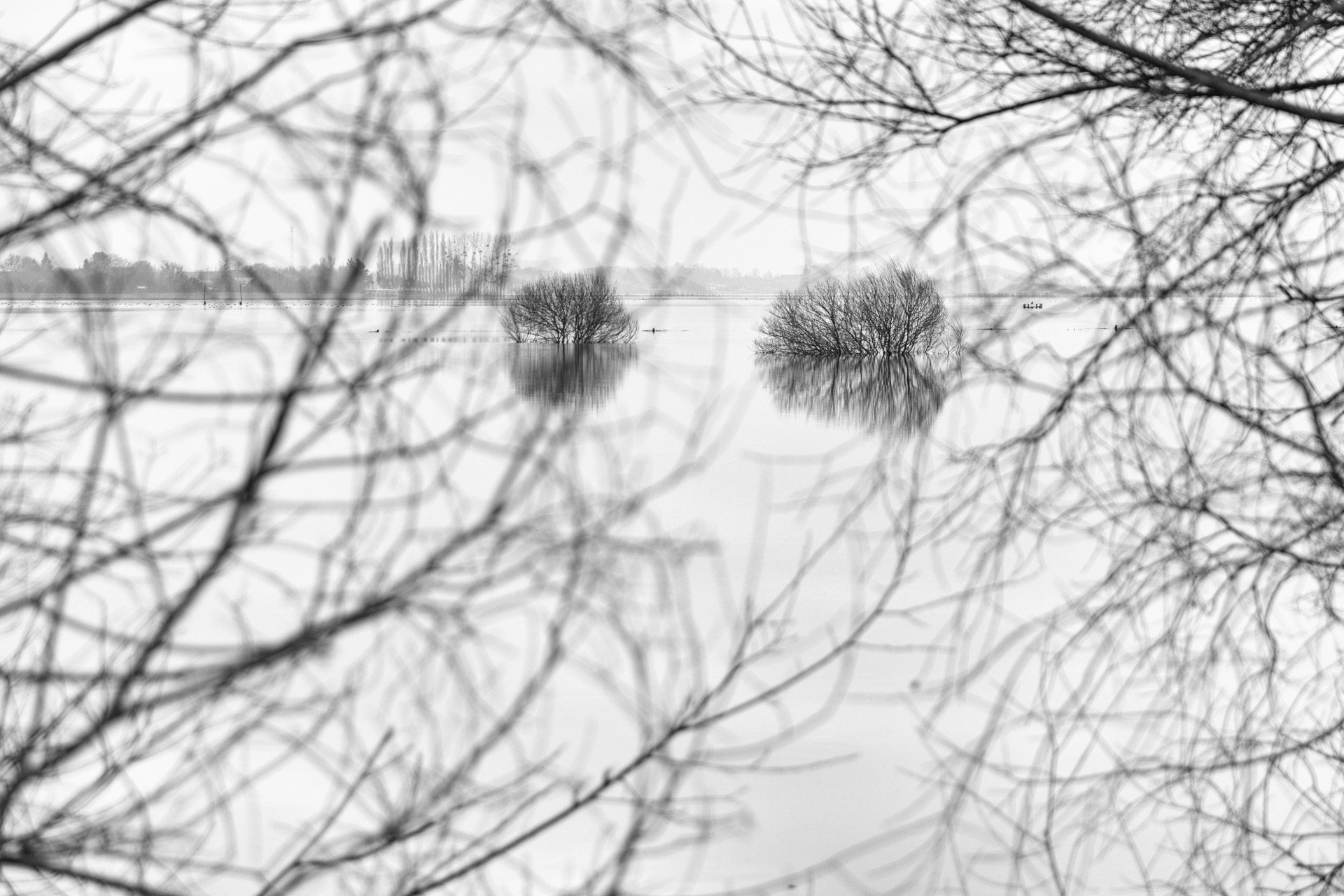 Paysage de marais en noir et blanc